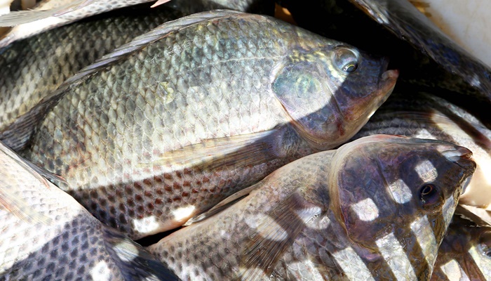Confirmando liderança nacional, Paraná produziu 9,3% a mais de peixes em 2021 