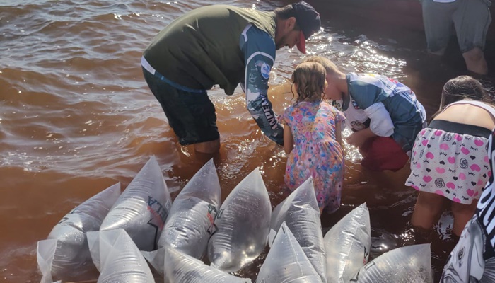 Em apoio a Desafio de Pesca, Governo promove soltura de 105 mil peixes nativos no Rio Paraná 