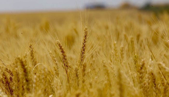 Preço do trigo para o produtor se recupera, mas concorrência com milho ainda é forte no Paraná 