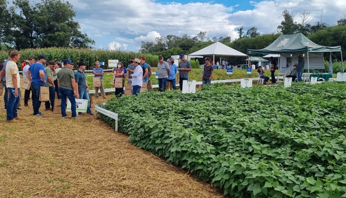 IDR-Paraná apresenta alternativas para cultivo de feijão e milho mais sustentável e lucrativo 