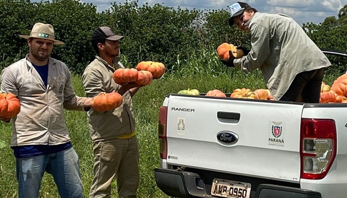 IDR-Paraná promove ação para aumentar produtividade da cultura de abóbora no Estado 