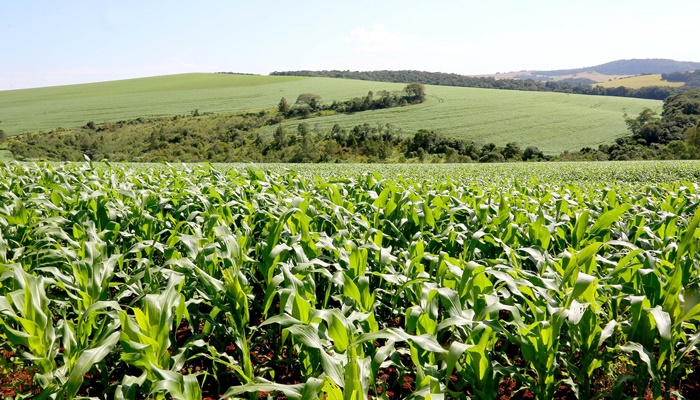 Sistema de Agricultura do Estado orienta produtores sobre uso de fertilizantes no solo 