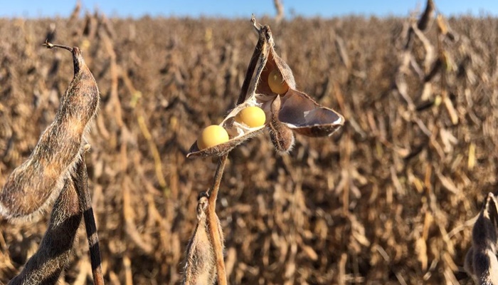 BID abre linha de crédito de US$ 1,2 bi para agropecuária no Brasil 