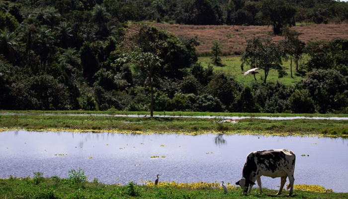 Valor da Produção Agropecuária deve chegar a R$ 1,227 trilhão este ano