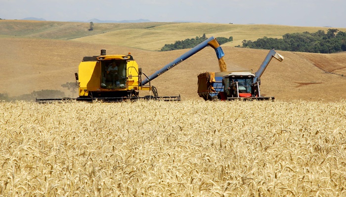 Boletim agropecuário analisa impacto do reajuste do trigo no preço do pão francês 