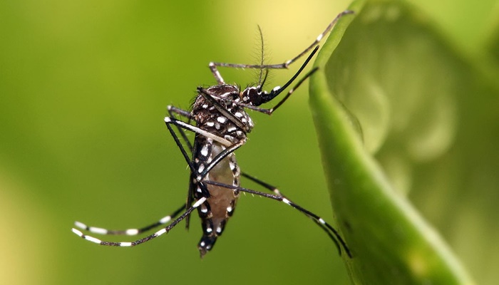 Casos de dengue em todo o país aumentam 95% em relação a 2021