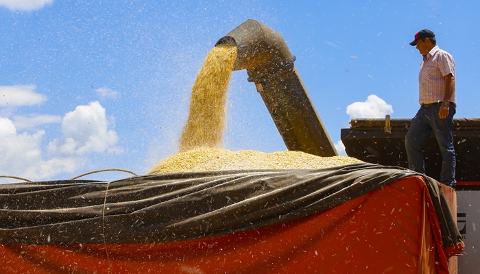 Produção de milho no Paraná deve alcançar recorde de 16 milhões de toneladas 