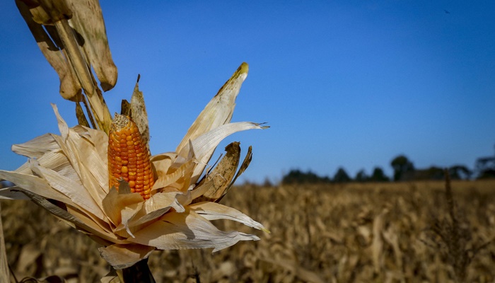 Adapar e Ministério da Agricultura monitoram praga que provoca perdas do milho no Paraná 