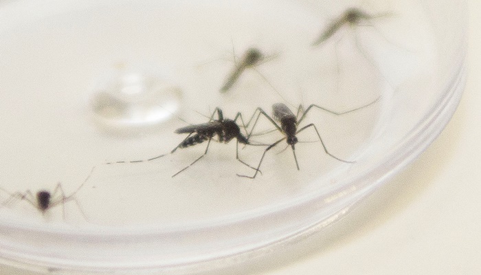 Paraná registra mais nove óbitos por dengue e Saúde alerta para cuidados e combate à doença 