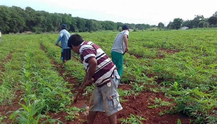 Programa Renda Agricultor Familiar está entre finalistas do Prêmio Estratégia ODS Brasil 