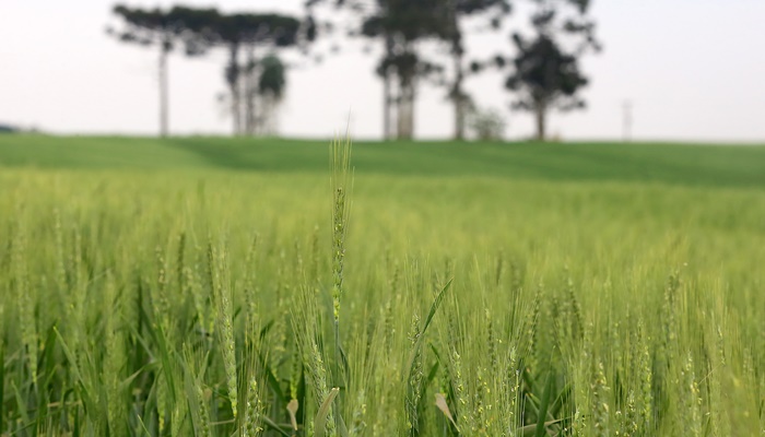  Líder nacional na produção de cevada, Paraná inicia plantio em 74 mil hectares