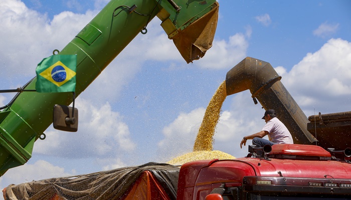  Colheita da 2ª safra de milho começa no Paraná; previsão é de 16 milhões de toneladas