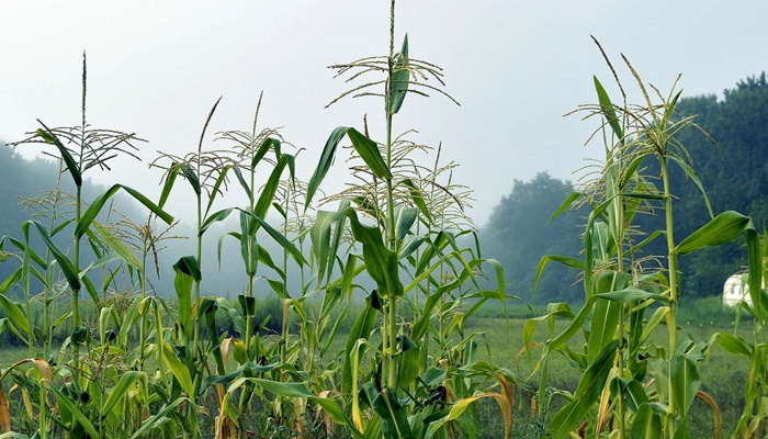 Com foco no milho, IDR-Paraná analisa reflexos do inverno na agricultura