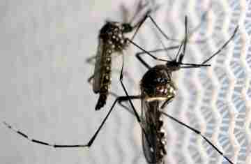 Pesquisa mostra que mosquitos se sentem mais atraídos por pessoas infectadas