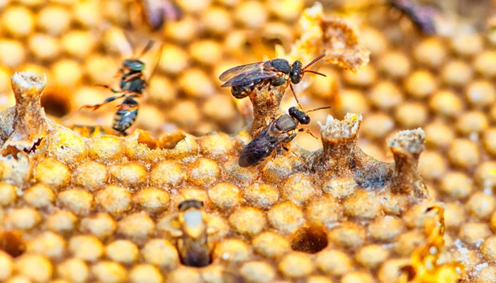 Projeto de lei restringe o uso do fipronil no Paraná com o objetivo de preservar abelhas 