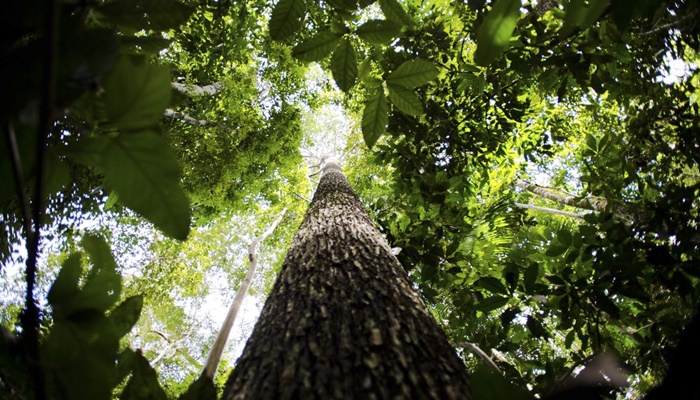 Bioma amazônico tem 30 a 40 mil espécies só de plantas, mostra estudo