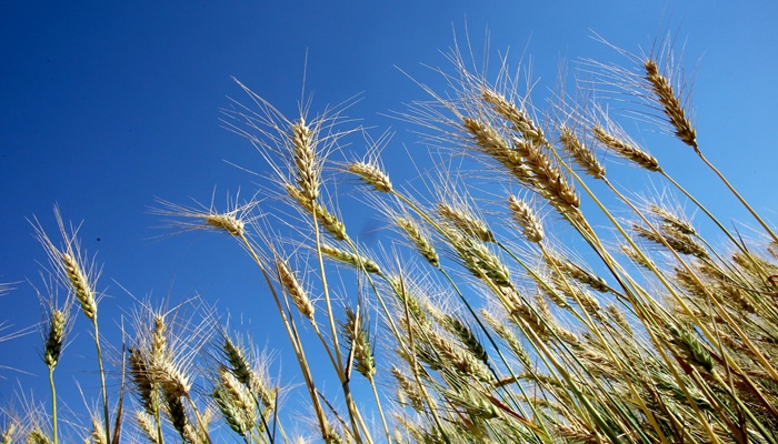 Trigo é destaque do Boletim Semanal de Conjuntura Agropecuária