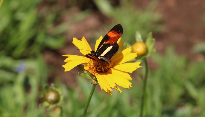 Biodiversidade de insetos no Brasil está em queda, mostra estudo