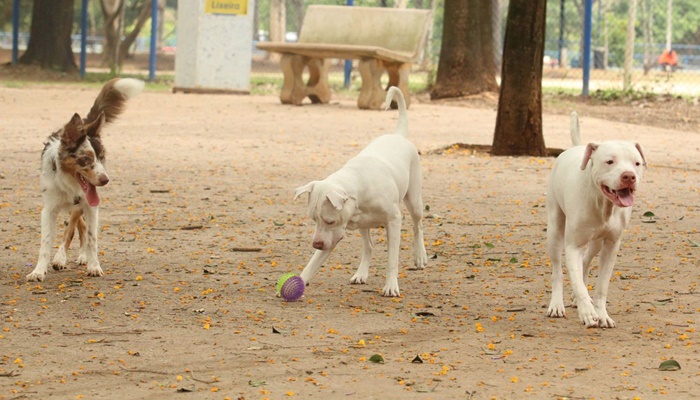 Ministério determina recolhimento de petiscos para cães 