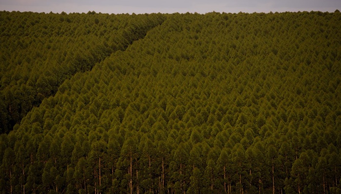 Florestas plantadas no Brasil ocuparam 9,5 milhões de hectares em 2021