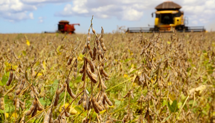  Plantio de soja avança no Paraná e chega a 15% da área esperada, aponta Deral