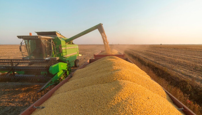 Milho puxa safra de grãos, que deve atingir novo recorde com 261,9 milhões de toneladas em 2022