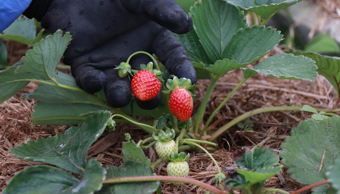Tecpar abre vaga para bolsista de agronomia em programa de certificação de orgânicos