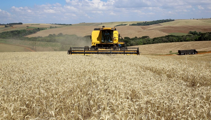  No Paraná, colheita do trigo avança pouco com chuvas intermitentes em todo Estado