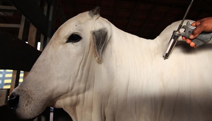 Segunda etapa da campanha de vacinação de febre aftosa começa em 1º de novembro