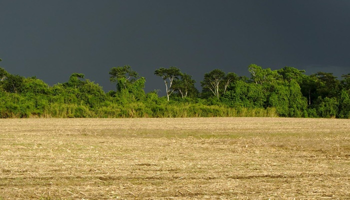  Chuvas de outubro beneficiaram agricultura e pastagens, mostra boletim do IDR-Paraná