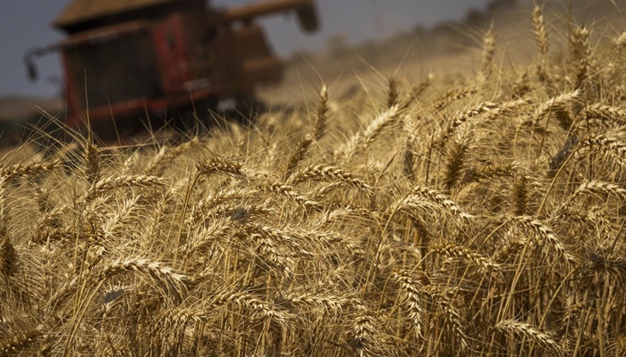 Conab estima safra de grãos em 313 milhões de toneladas