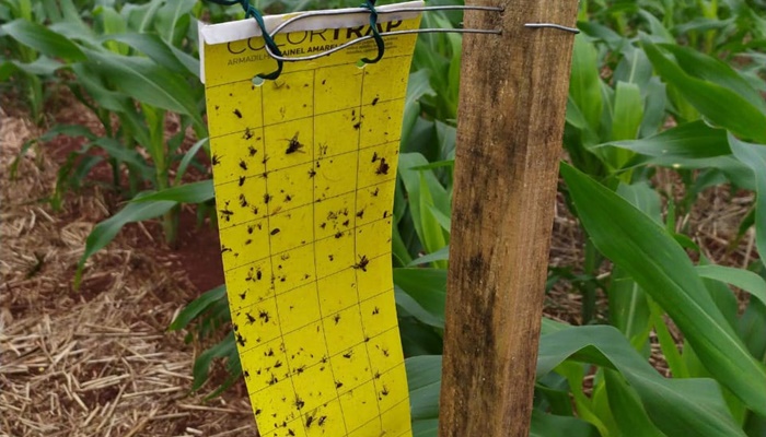 Adapar instala armadilhas para capturar cigarrinhas do milho e ampliar estudo sobre doença