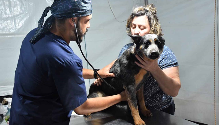 CastraPet Paraná alcança marca de 53,6 mil animais esterilizados desde 2019