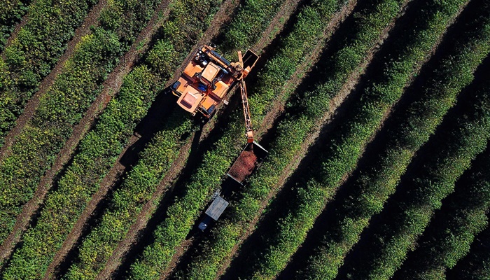 Clima chuvoso prejudicou safra de café no Paraná; plantio de soja e milho está perto do fim