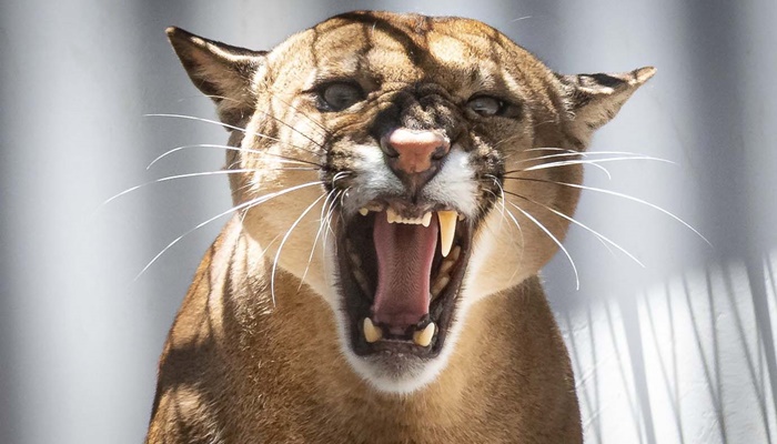 Paraná integra campanha nacional para prevenir atropelamentos de animais silvestres nas rodovias