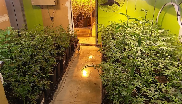 Polícia apreende 400 pés de maconha e fecha laboratório de drogas em Curitiba