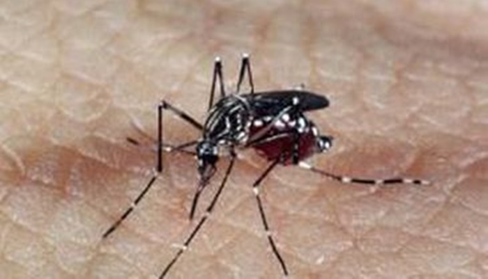 Diferença entre pernilongo e mosquito da dengue