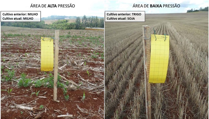   Adapar intensifica monitoramento do enfezamento do milho no Paraná
