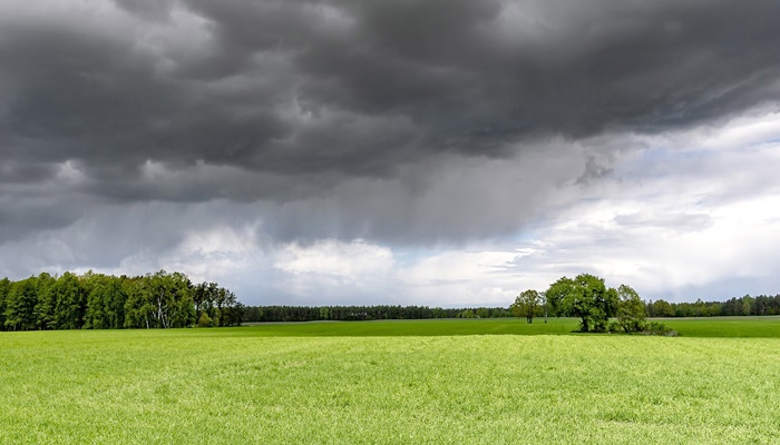 Mesmo com chuvas irregulares, IDR-Paraná aponta dezembro saudável no campo