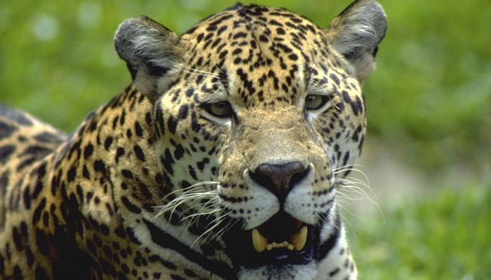 Reserva no Paraná tem 12 espécies de animais ameaçadas de extinção