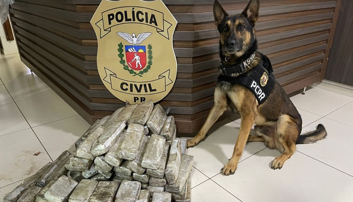  Ações com cães policiais da PCPR apreenderam 10,3 toneladas de drogas em 2022