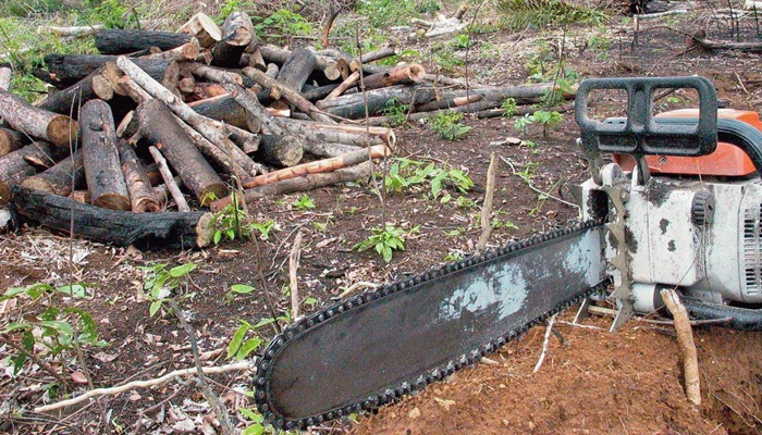 Em 2022, Amazônia teve maior desmatamento em 15 anos, diz Imazon