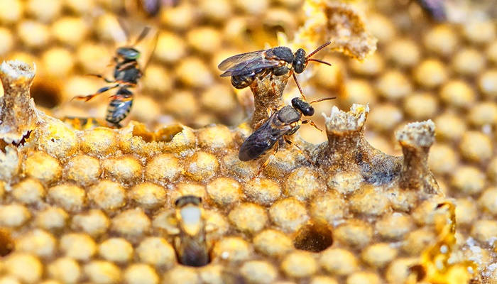  Projeto premiado de reintrodução de abelhas na natureza, Poliniza Paraná completa um ano