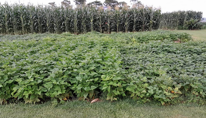  Novas cultivares de feijão serão apresentadas pelo IDR-Paraná no Show Rural