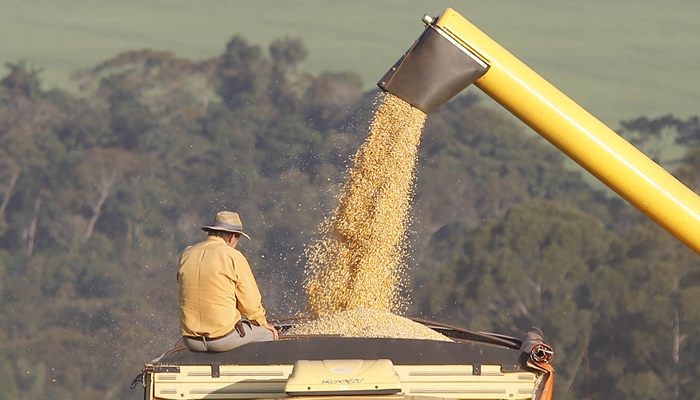  Com demanda crescente no mundo, Paraná deve produzir 19 milhões de toneladas de milho