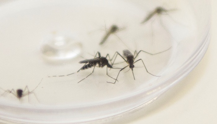  Com surto de chikungunya no Paraguai, Saúde emite alerta para casos da doença no Paraná