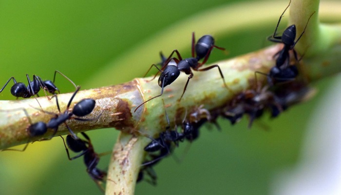 Estudo com formigas revela efeitos do pasto na diversidade amazônica