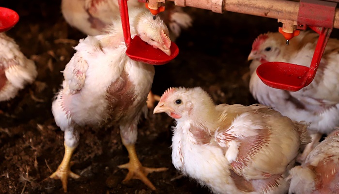  Governo do Paraná suspende participação de aves em eventos agropecuários por 90 dias