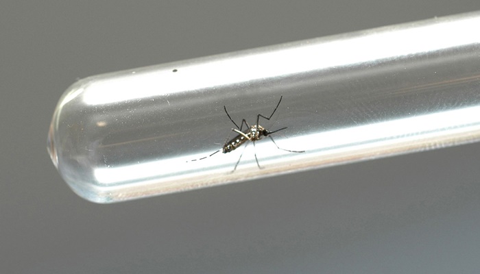  Com aumento de quase 100%, Saúde reforça alerta para casos de chikungunya no Paraná