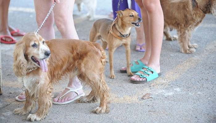 Governo proíbe uso de animais em pesquisas de cosméticos e perfumes